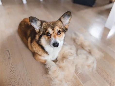 Sep 3, 2023 · The short answer is yes, Corgis shed. And to be completely honest with you, the shedding can be really bad. Corgis are a type of dog breed that sheds hair all year long. The shedding will be worse when the seasons change, but you also won’t get much of a break from it during the rest of the year. The good news is that there are some things ... 